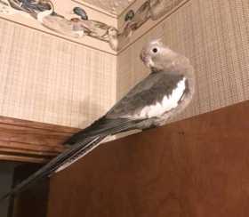 Lost Cockatiel