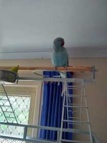 Lost Indian Ringneck Parakeet