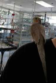 Lost Cockatiel