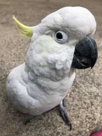 Lost Cockatoo