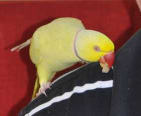 Lost Indian Ringneck Parakeet