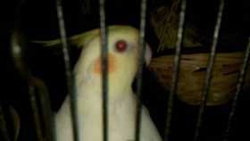 Lost Cockatiel