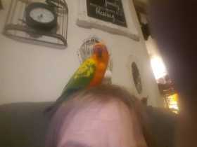 Lost Conure