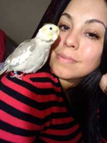 Lost Cockatiel