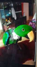 Lost Eclectus