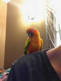 Lost Conure