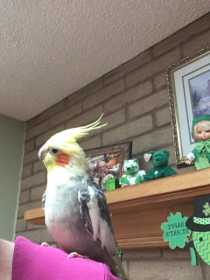 Lost Cockatiel