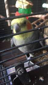 Lost Cockatiel