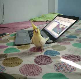 Lost Cockatiel