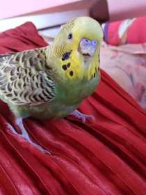 Lost Budgerigar