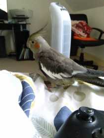 Lost Cockatiel