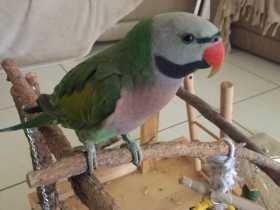 Lost Mustached / Moustached Parakeet