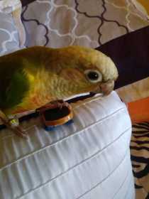 Lost Conure
