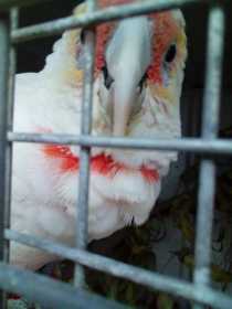 Lost Corella Cockatoo