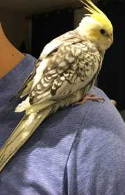 Lost Cockatiel