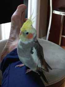 Lost Cockatiel