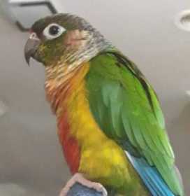 Lost Conure