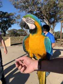Lost Macaw