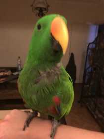 Lost Eclectus