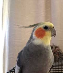 Lost Cockatiel