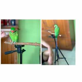 Lost Long-tailed Parakeet
