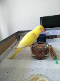 Lost Indian Ringneck Parakeet