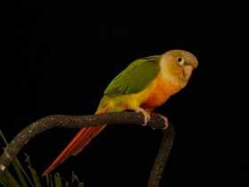 Lost Conure