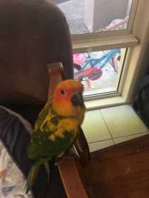 Lost Conure