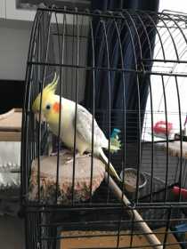 Lost Cockatiel