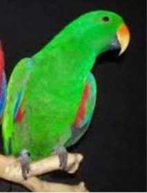 Lost Eclectus