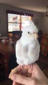 Lost Cockatiel