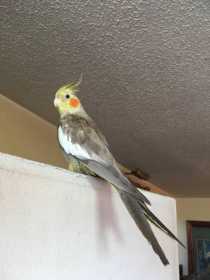 Lost Cockatiel