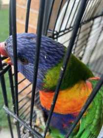 Lost Lory / Lorikeet