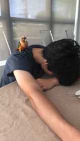 Lost Conure