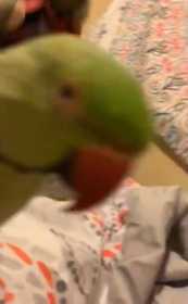 Lost Indian Ringneck Parakeet