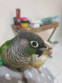 Lost Conure