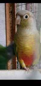 Lost Conure