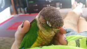 Lost Conure