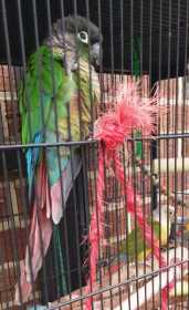 Lost Conure