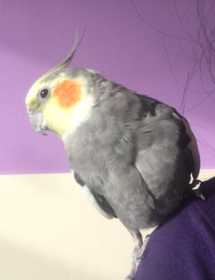 Lost Cockatiel