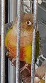 Lost Conure