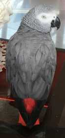 Lost African Grey
