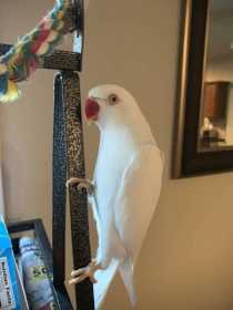 Lost Indian Ringneck Parakeet