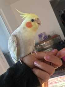 Lost Cockatiel