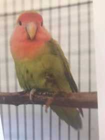 Lost Lovebird