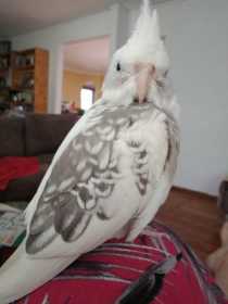 Lost Cockatiel