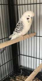 Lost Budgerigar