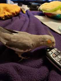 Lost Cockatiel