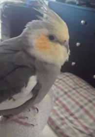 Lost Cockatiel