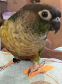 Lost Conure